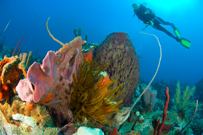 Cabrits Dive Centre Cabrits Dive Centre