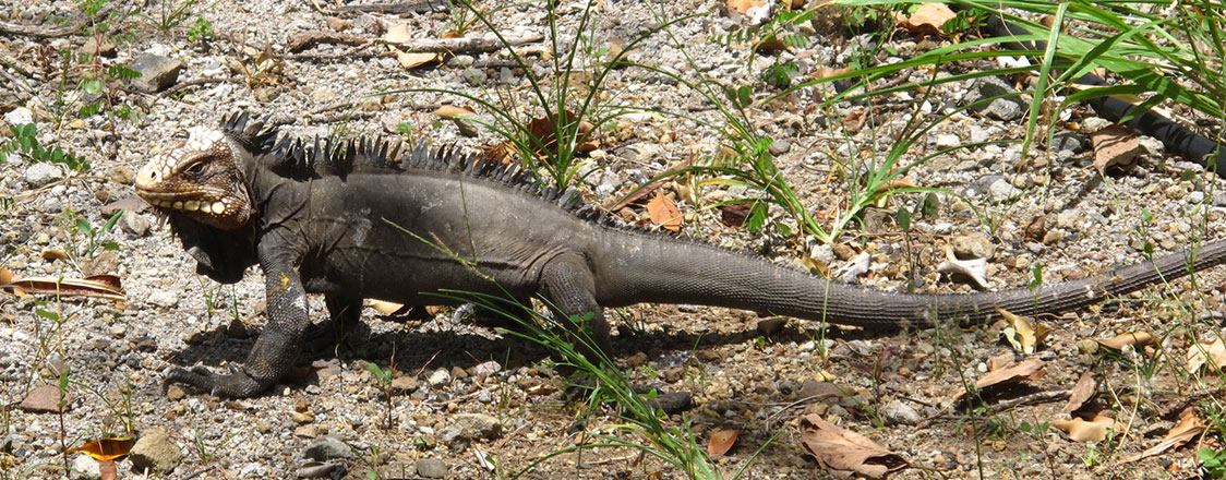 Wildlife